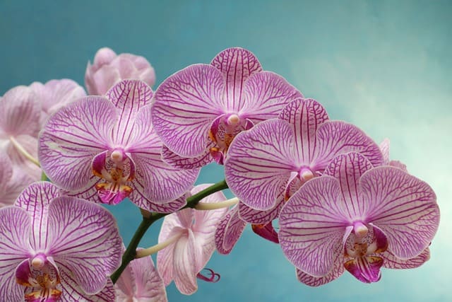dzika orchidea